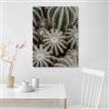 Picture of Cactus Zone _GroupedProduct_Rectangle_Portrait_Photography _GroupedProduct_Rectangle_Portrait_Unframed_Print_Only_