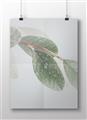 Picture of Spring Dew Leaves _GroupedProduct_Rectangle_Landscape_Photography _GroupedProduct_Rectangle_Landscape_Unframed_Print_Only_