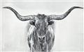 Picture of Painted Longhorn Bull _GroupedProduct_Rectangle_Landscape_Unframed_Print_Only_