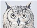 Picture of Close-up The Owl Head _GroupedProduct_Rectangle_Landscape_Unframed_Print_Only_