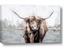 Picture of Bison