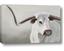Picture of Cow with Big Horn