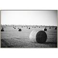 Picture of Hay Bails _GroupedProduct_Rectangle_Landscape_Photography _GroupedProduct_Rectangle_Landscape_Canvas_Framed_