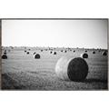 Picture of Hay Bails _GroupedProduct_Rectangle_Landscape_Photography _GroupedProduct_Rectangle_Landscape_Canvas_Framed_