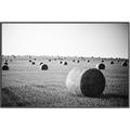 Picture of Hay Bails _GroupedProduct_Rectangle_Landscape_Photography _GroupedProduct_Rectangle_Landscape_Canvas_Framed_