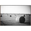 Picture of Hay Bails _GroupedProduct_Rectangle_Landscape_Photography _GroupedProduct_Rectangle_Landscape_Canvas_Framed_