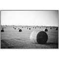 Picture of Hay Bails _GroupedProduct_Rectangle_Landscape_Photography _GroupedProduct_Rectangle_Landscape_Canvas_Framed_