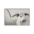 Picture of Cow with Big Horn _GroupedProduct_Rectangle_Landscape_Canvas_Framed_