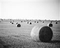 Picture of Hay Bails _GroupedProduct_Rectangle_Landscape_Photography _GroupedProduct_Rectangle_Landscape_Unframed_Print_Only_