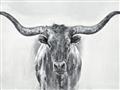 Picture of Painted Longhorn Bull _GroupedProduct_Rectangle_Landscape_Unframed_Print_Only_