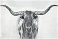 Picture of Painted Longhorn Bull _GroupedProduct_Rectangle_Landscape_Unframed_Print_Only_