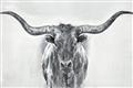 Picture of Painted Longhorn Bull _GroupedProduct_Rectangle_Landscape_Unframed_Print_Only_