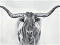 Picture of Painted Longhorn Bull _GroupedProduct_Rectangle_Landscape_Unframed_Print_Only_