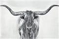 Picture of Painted Longhorn Bull _GroupedProduct_Rectangle_Landscape_Unframed_Print_Only_