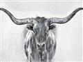 Picture of Painted Longhorn Bull _GroupedProduct_Rectangle_Landscape_Unframed_Print_Only_