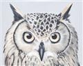 Picture of Close-up The Owl Head _GroupedProduct_Rectangle_Landscape_Unframed_Print_Only_