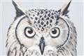 Picture of Close-up The Owl Head _GroupedProduct_Rectangle_Landscape_Unframed_Print_Only_