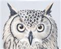 Picture of Close-up The Owl Head _GroupedProduct_Rectangle_Landscape_Unframed_Print_Only_