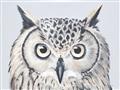Picture of Close-up The Owl Head _GroupedProduct_Rectangle_Landscape_Unframed_Print_Only_