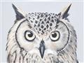 Picture of Close-up The Owl Head _GroupedProduct_Rectangle_Landscape_Unframed_Print_Only_