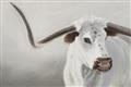 Picture of Cow with Big Horn _GroupedProduct_Rectangle_Landscape_Unframed_Print_Only_