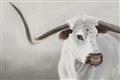 Picture of Cow with Big Horn _GroupedProduct_Rectangle_Landscape_Unframed_Print_Only_