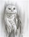 Picture of Living Owl _GroupedProduct_Rectangle_Portrait_Unframed_Print_Only_
