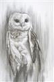 Picture of Living Owl _GroupedProduct_Rectangle_Portrait_Unframed_Print_Only_