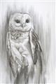 Picture of Living Owl _GroupedProduct_Rectangle_Portrait_Unframed_Print_Only_