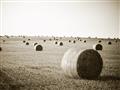 Picture of Hay Bails _GroupedProduct_Rectangle_Landscape_Photography _GroupedProduct_Rectangle_Landscape_Unframed_Print_Only_