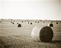 Picture of Hay Bails _GroupedProduct_Rectangle_Landscape_Photography _GroupedProduct_Rectangle_Landscape_Unframed_Print_Only_
