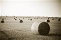 Picture of Hay Bails _GroupedProduct_Rectangle_Landscape_Photography _GroupedProduct_Rectangle_Landscape_Unframed_Print_Only_