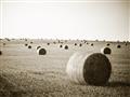 Picture of Hay Bails _GroupedProduct_Rectangle_Landscape_Photography _GroupedProduct_Rectangle_Landscape_Unframed_Print_Only_