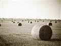 Picture of Hay Bails _GroupedProduct_Rectangle_Landscape_Photography _GroupedProduct_Rectangle_Landscape_Unframed_Print_Only_