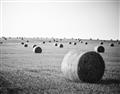 Picture of Hay Bails _GroupedProduct_Rectangle_Landscape_Photography _GroupedProduct_Rectangle_Landscape_Unframed_Print_Only_