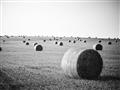 Picture of Hay Bails _GroupedProduct_Rectangle_Landscape_Photography _GroupedProduct_Rectangle_Landscape_Unframed_Print_Only_