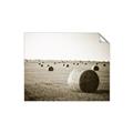 Picture of Hay Bails _GroupedProduct_Rectangle_Landscape_Photography _GroupedProduct_Rectangle_Landscape_Unframed_Print_Only_