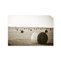 Picture of Hay Bails _GroupedProduct_Rectangle_Landscape_Photography _GroupedProduct_Rectangle_Landscape_Unframed_Print_Only_