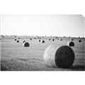 Picture of Hay Bails _GroupedProduct_Rectangle_Landscape_Photography _GroupedProduct_Rectangle_Landscape_Unframed_Print_Only_