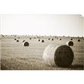 Picture of Hay Bails _GroupedProduct_Rectangle_Landscape_Photography _GroupedProduct_Rectangle_Landscape_Unframed_Print_Only_