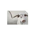 Picture of Cow with Big Horn _GroupedProduct_Rectangle_Landscape_Unframed_Print_Only_