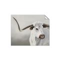 Picture of Cow with Big Horn _GroupedProduct_Rectangle_Landscape_Unframed_Print_Only_