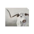 Picture of Cow with Big Horn _GroupedProduct_Rectangle_Landscape_Unframed_Print_Only_