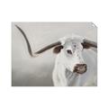 Picture of Cow with Big Horn _GroupedProduct_Rectangle_Landscape_Unframed_Print_Only_