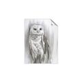 Picture of Living Owl _GroupedProduct_Rectangle_Portrait_Unframed_Print_Only_