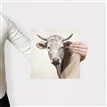 Picture of Neutral Cow _GroupedProduct_Square_Canvas_