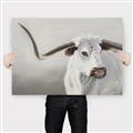 Picture of Cow with Big Horn _GroupedProduct_Rectangle_Landscape_Canvas_