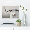 Picture of Cow with Big Horn _GroupedProduct_Rectangle_Landscape_Canvas_
