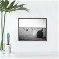 Picture of Hay Bails _GroupedProduct_Rectangle_Landscape_Photography _GroupedProduct_Rectangle_Landscape_Canvas_Framed_