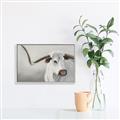 Picture of Cow with Big Horn _GroupedProduct_Rectangle_Landscape_Canvas_Framed_